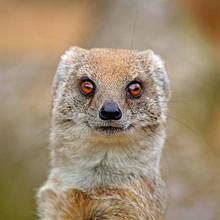 mongoose box plans